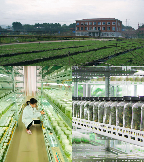 球速体育:从赛场到掌心的每一秒