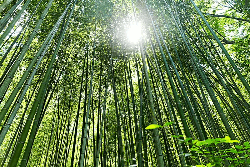 球速体育:从赛场到掌心的每一秒