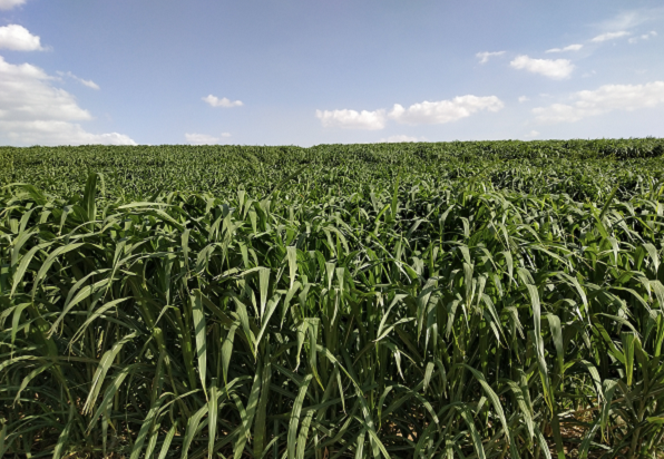 ����ίת�����ּ������£��ھ����Ǳ�� �������˹�ҵ