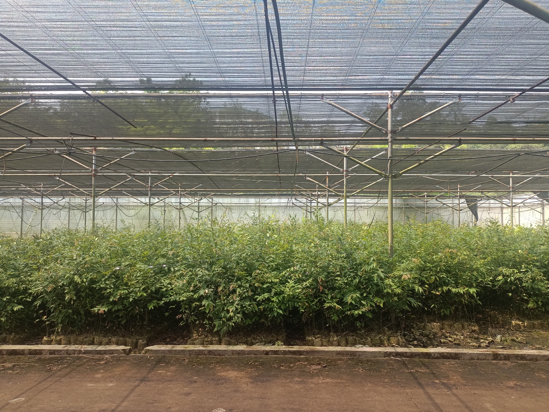 1669273089180372.png ºì×¶2.jpg