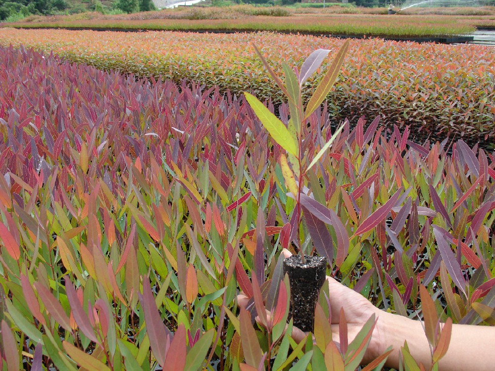 1669271864158260.png 桉树2.JPG