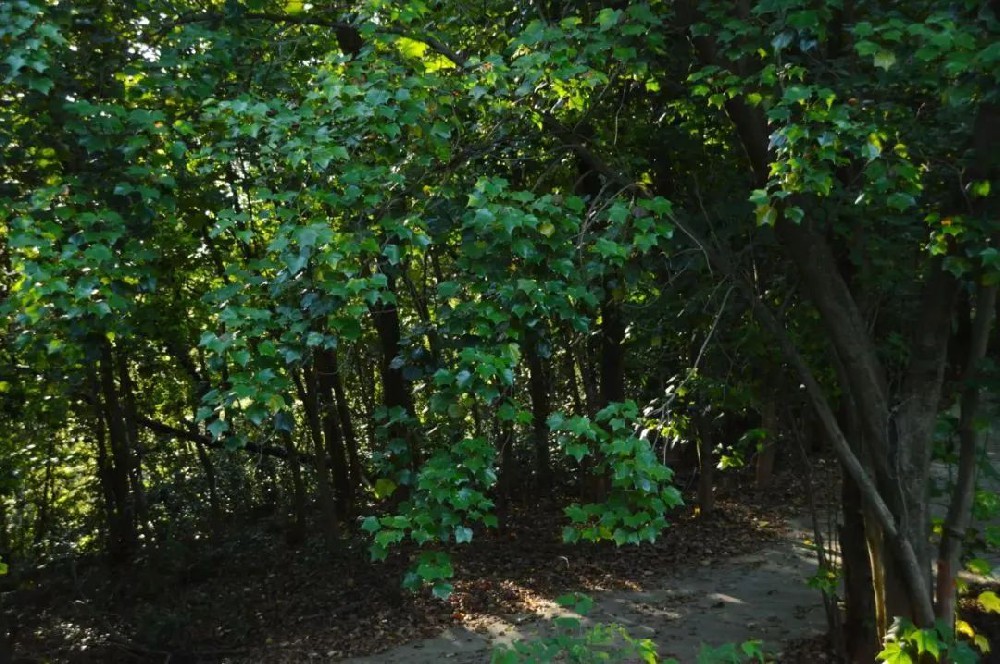 ����ֲ��־ح���������ơ���������������