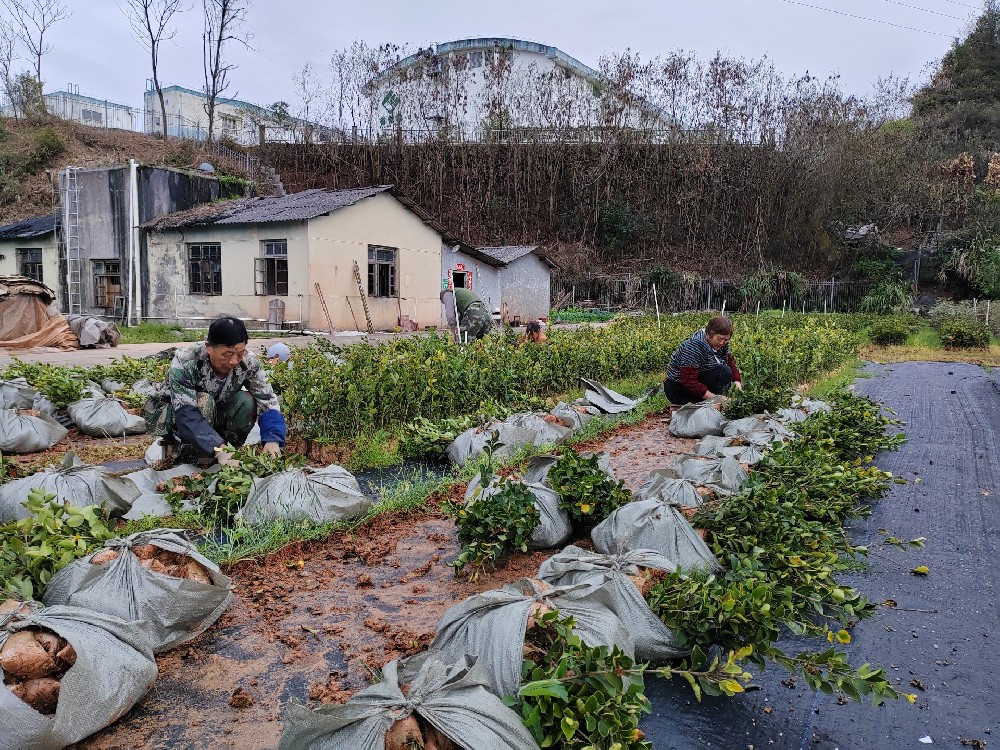 ����̿��ź졿�������Ľ��չܻ��������ȡ� �������ۡ���ͷ����